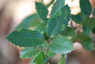 Quercus ilex - dub cesmínový (4)